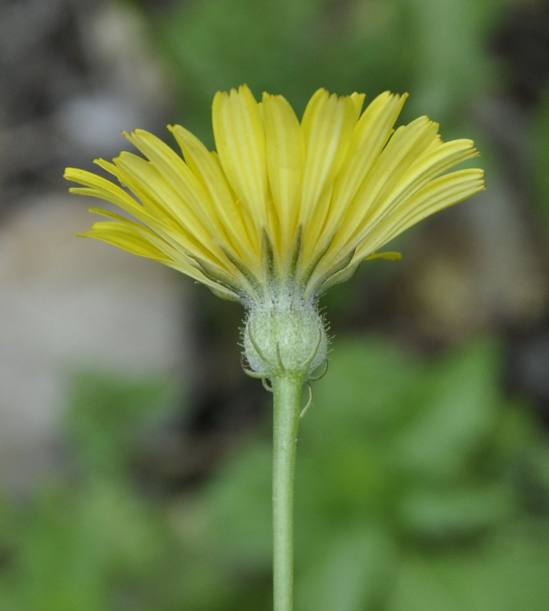 Image of Tolpis virgata specimen.