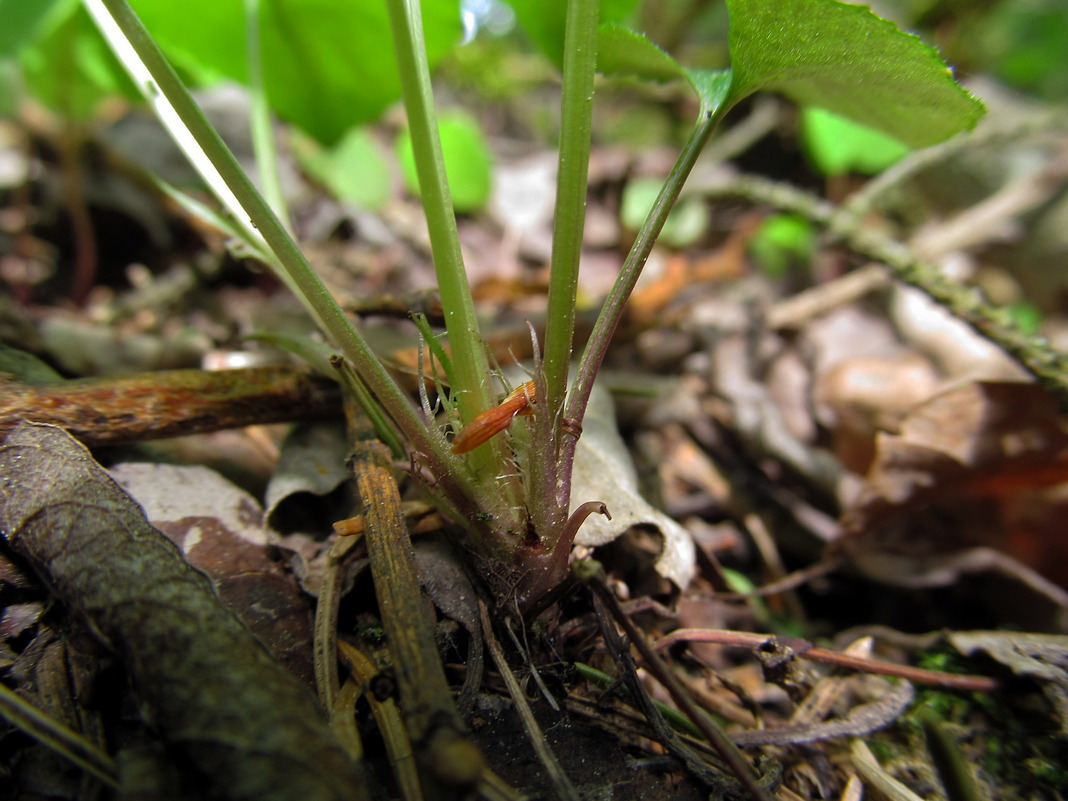 Image of Viola riviniana specimen.