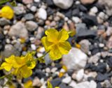 Helianthemum nummularium