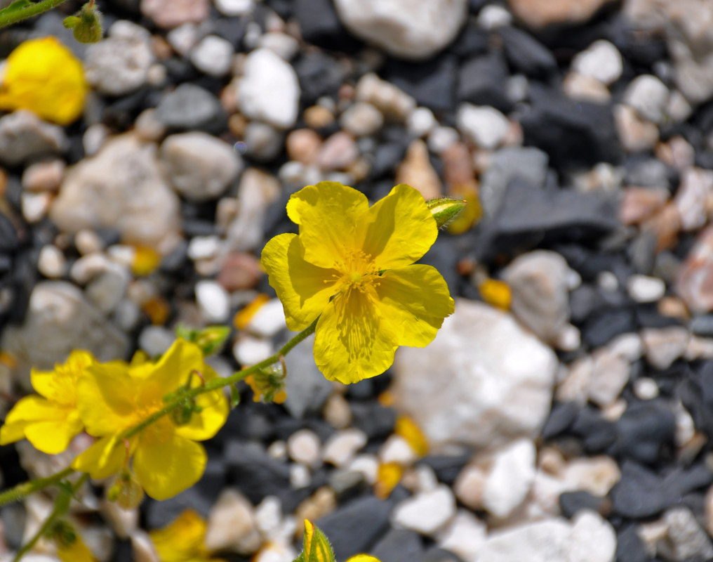 Image of Helianthemum nummularium specimen.