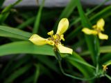 Neomarica longifolia. Цветок. Малайзия, Куала-Лумпур, в культуре. 13.05.2017.