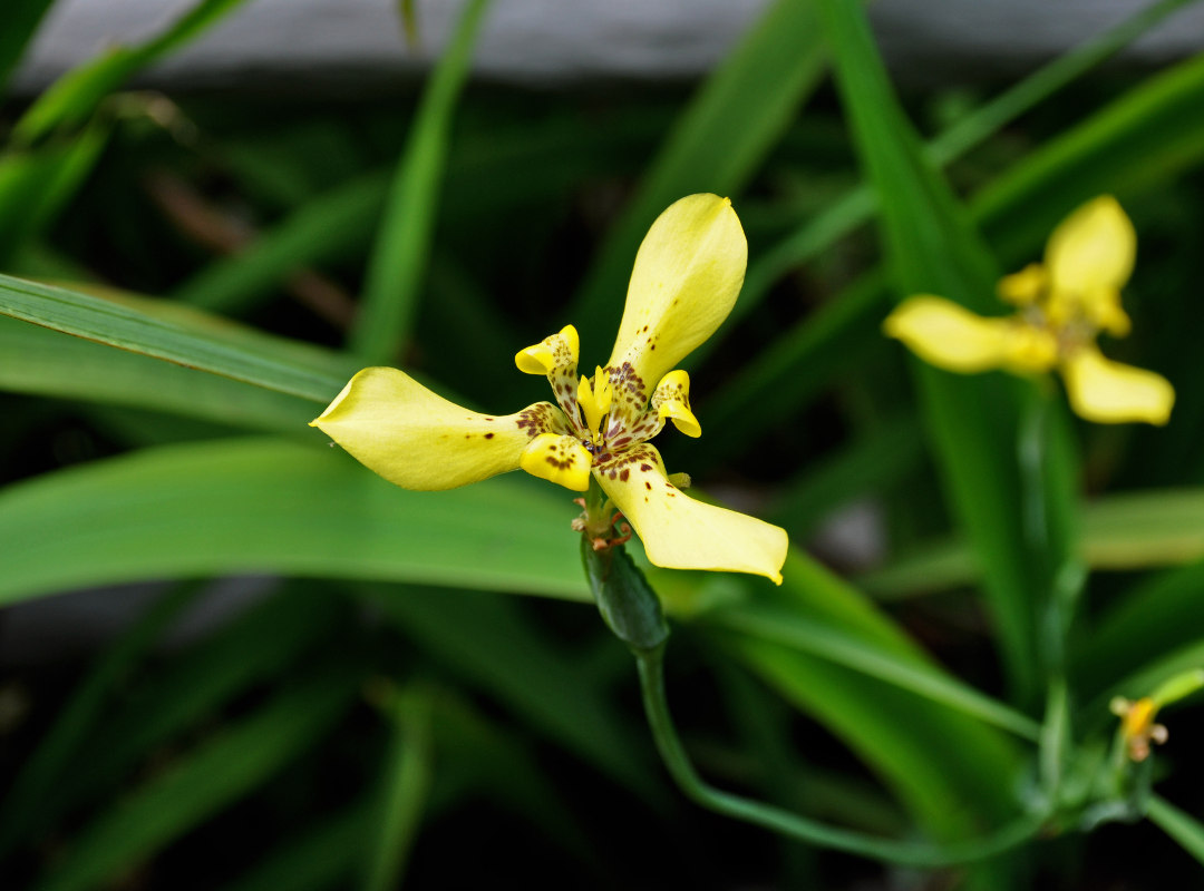 Image of Neomarica longifolia specimen.