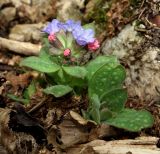 Pulmonaria obscura. Цветущее растение. Крым, Бахчисарайский р-н, окр. с. Счастливое, каньон р. Биюк-Узенбаш, лиственный лес. 18.03.2018.