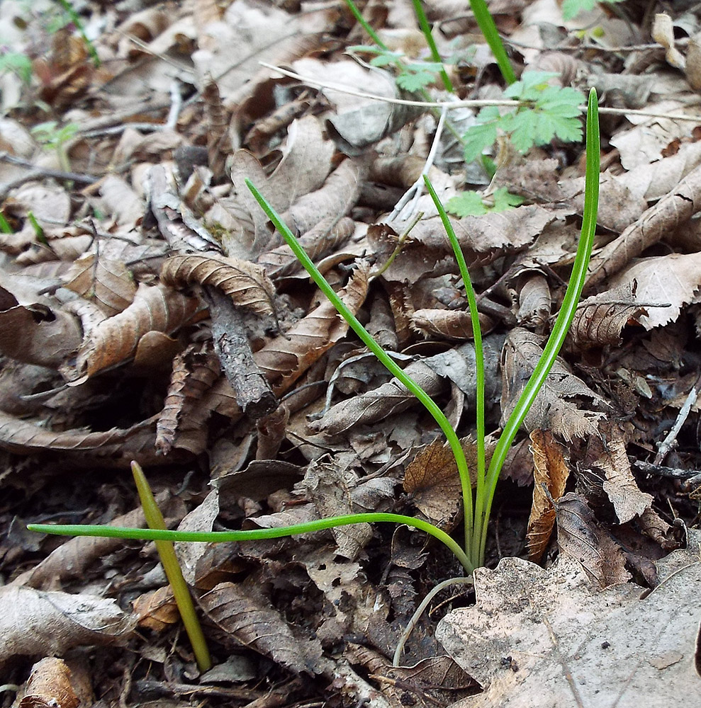 Image of Ornithogalum woronowii specimen.