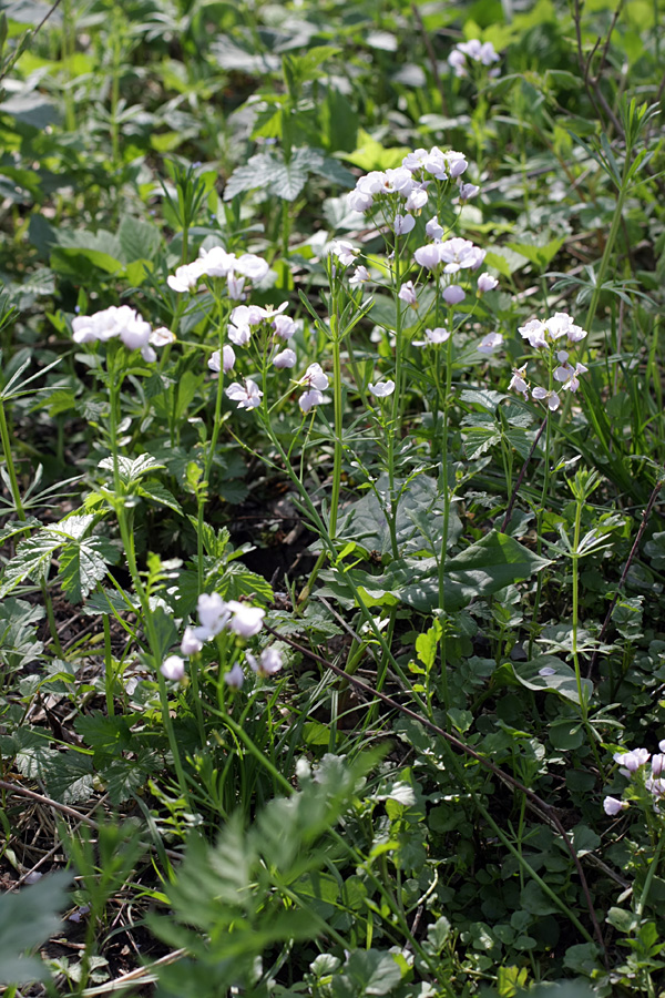 Изображение особи Cardamine tenera.