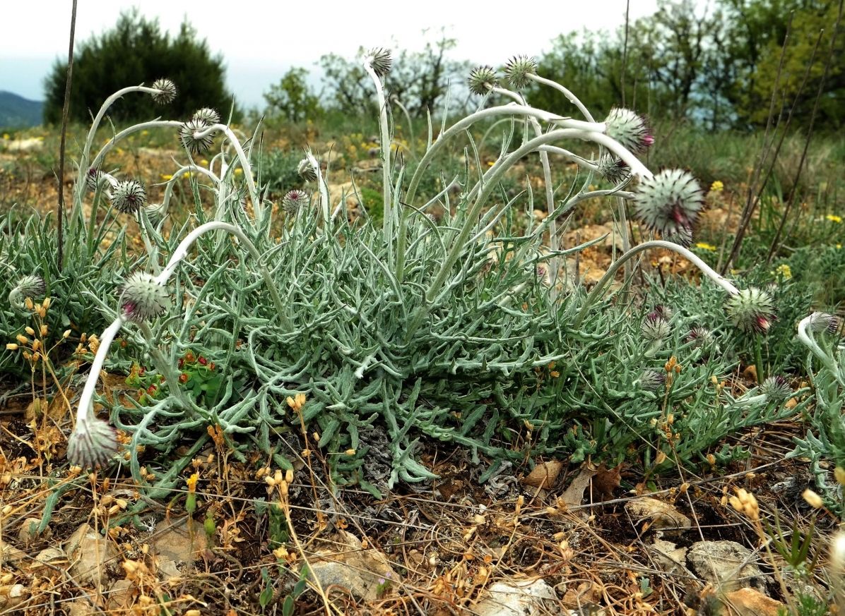 Image of Jurinea roegneri specimen.