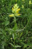 Rhinanthus vernalis. Цветущее растение. Крым, Байдарская долина. 23 мая 2010 г.