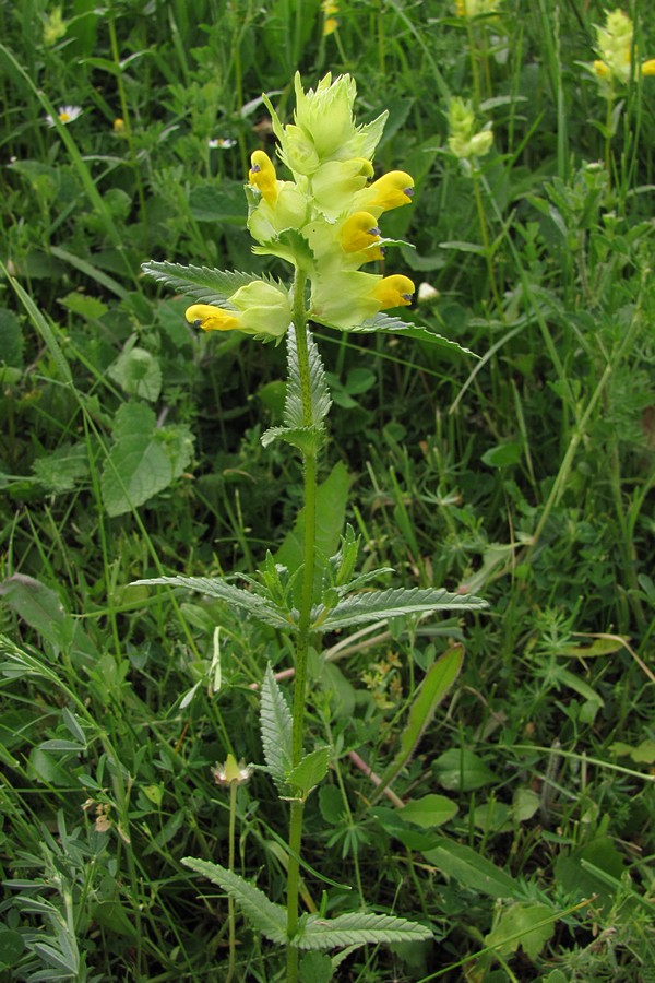 Изображение особи Rhinanthus vernalis.