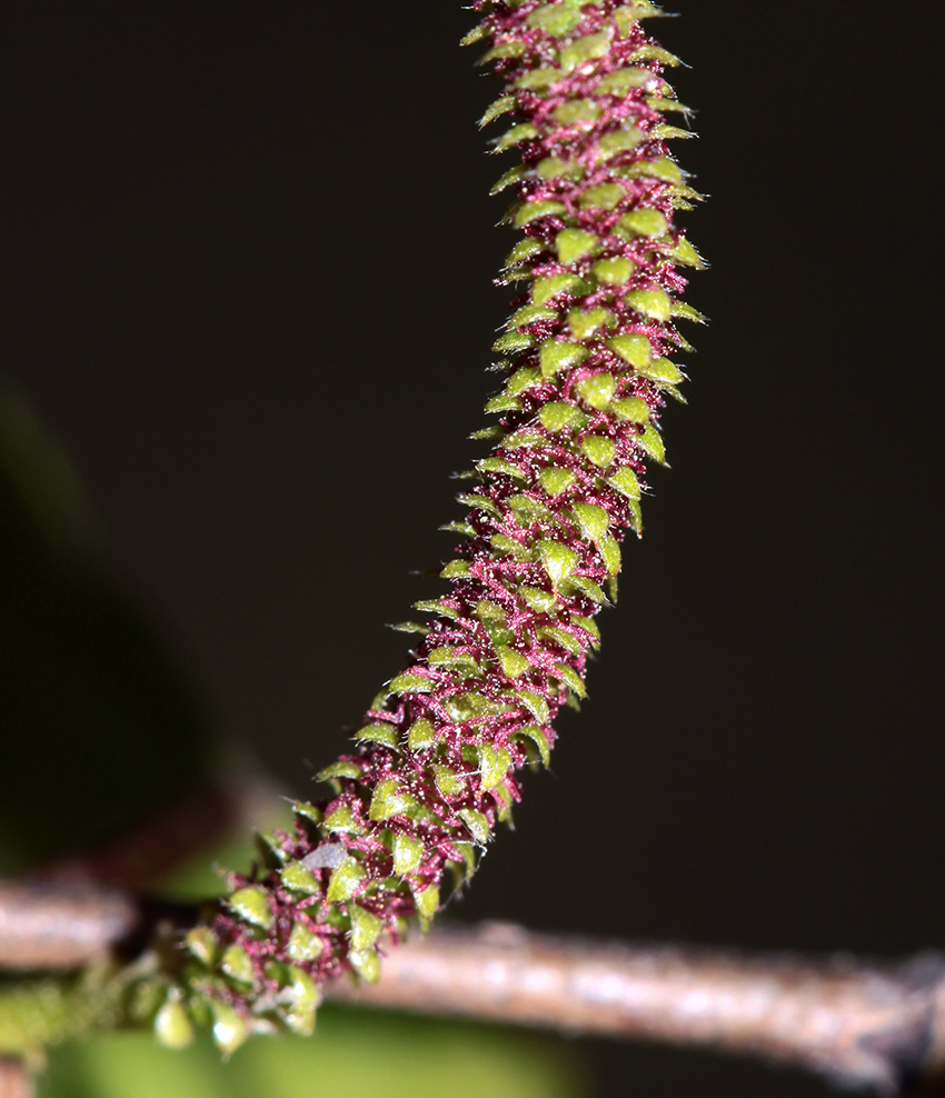 Image of Betula platyphylla specimen.
