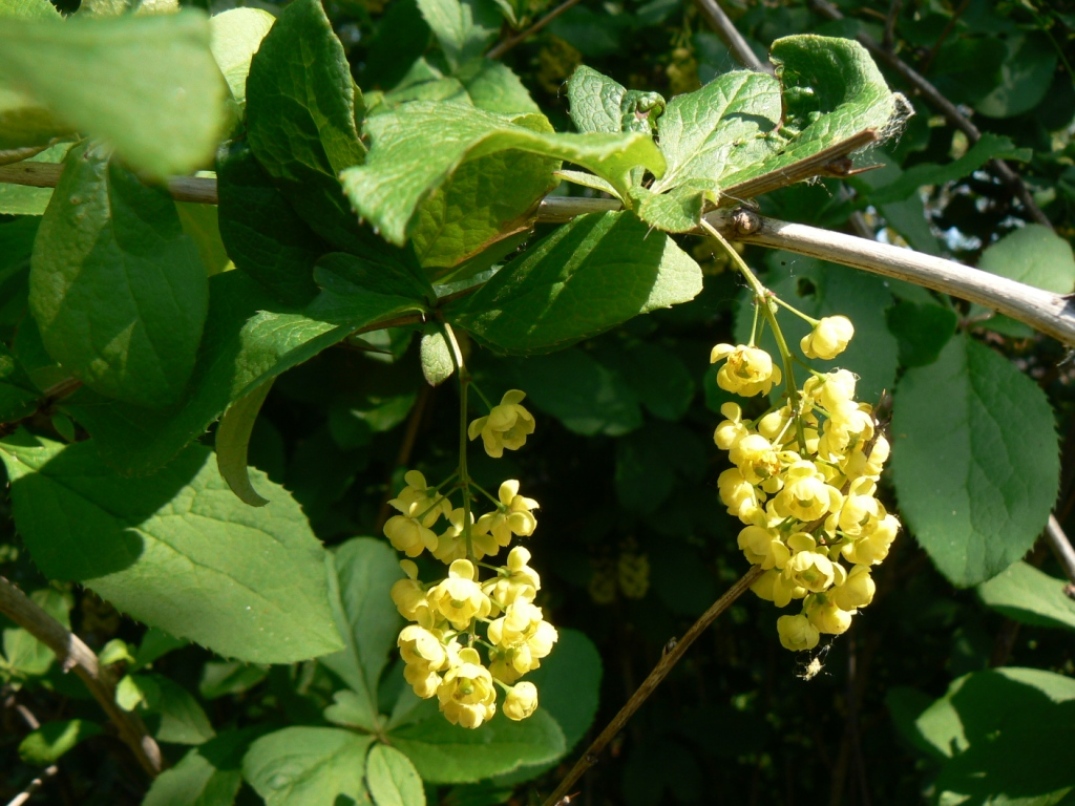 Image of Berberis amurensis specimen.