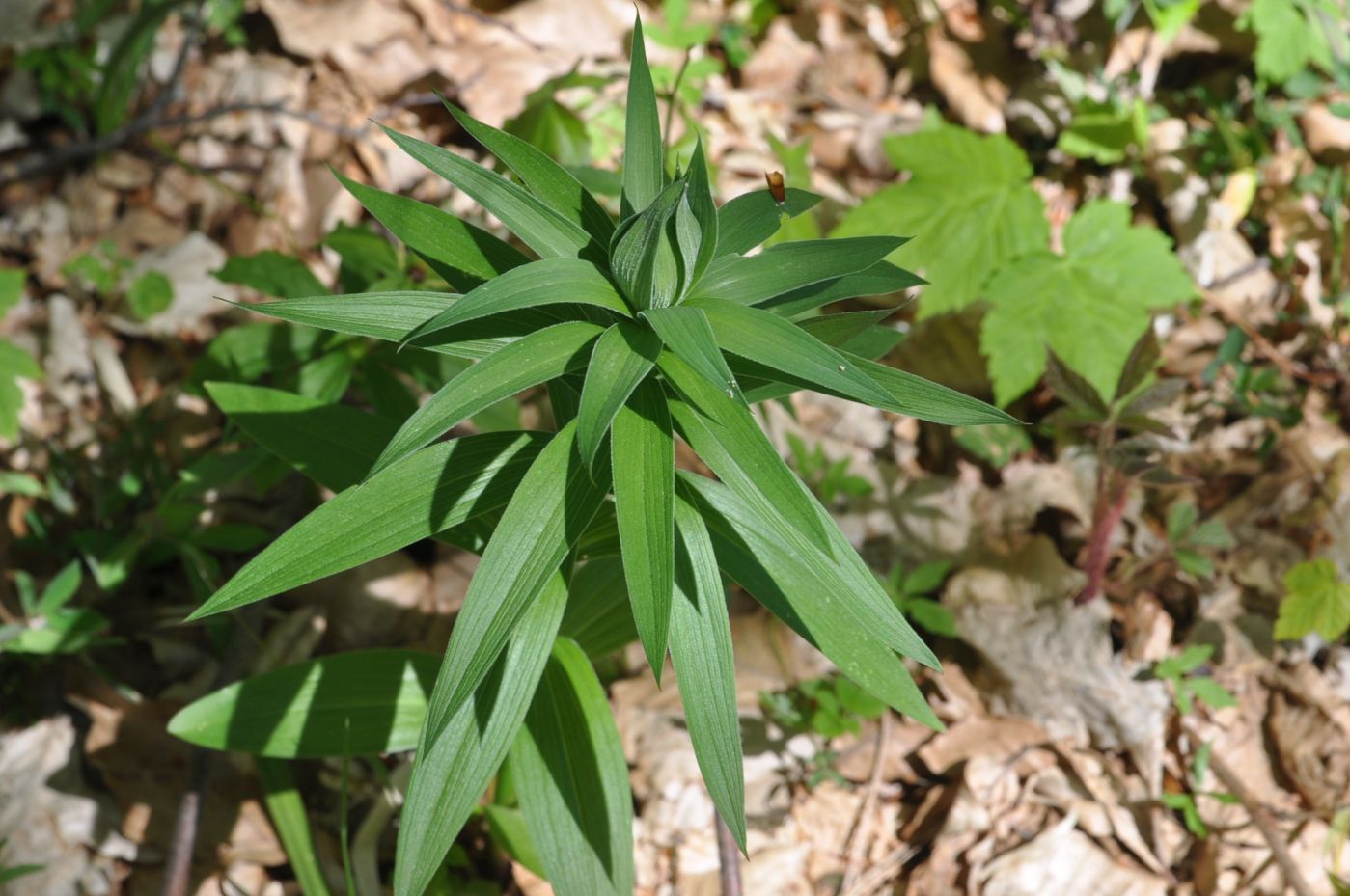 Image of Lilium monadelphum specimen.