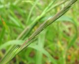 Image of taxon representative. Author is Геннадий Окатов