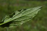 Erysimum aureum