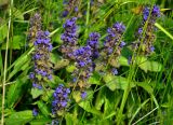 Ajuga reptans