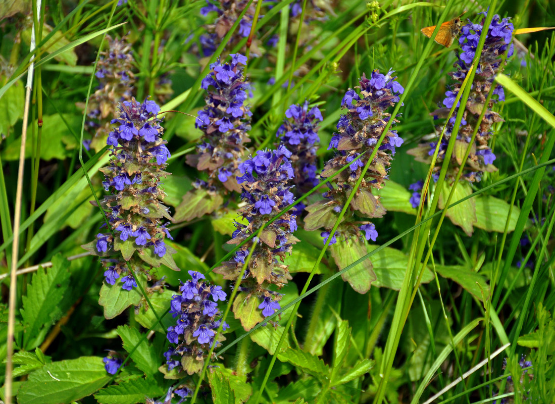 Image of Ajuga reptans specimen.