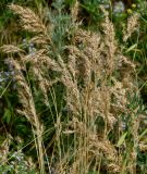 Poa bulbosa subspecies vivipara. Отцветшие соцветия. Казахстан, Восточно-Казахстанская обл., окр. с. Ушановское; Западный Алтай, скл. Ульбинского хребта. 22.06.2018.