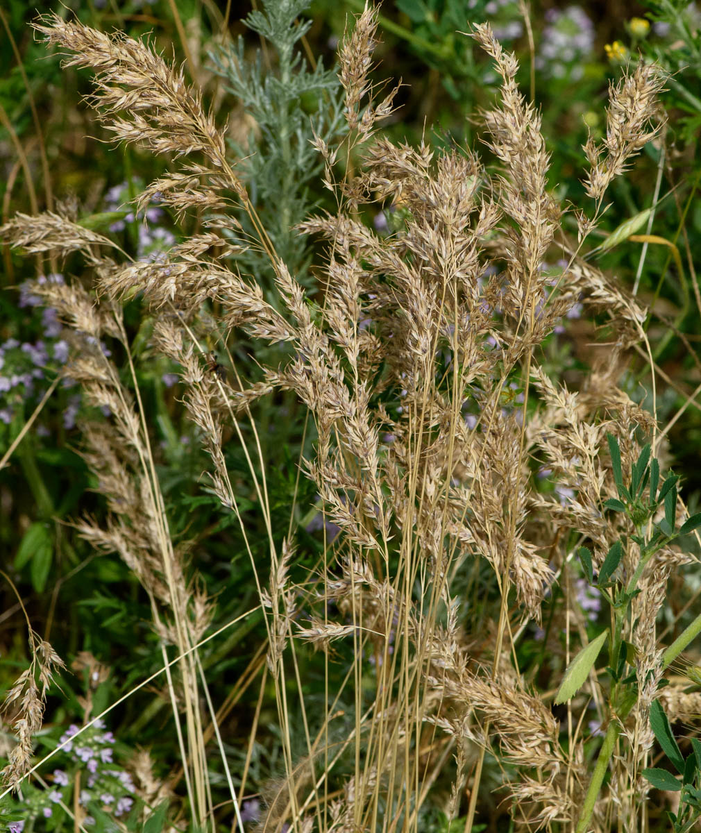 Изображение особи Poa bulbosa ssp. vivipara.