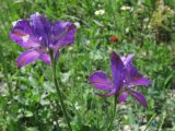 Delphinium paniculatum