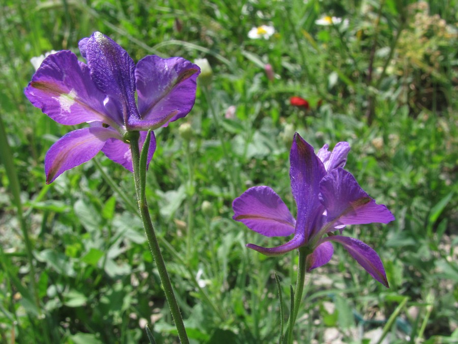 Изображение особи Delphinium paniculatum.