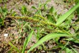 Echinochloa crus-galli