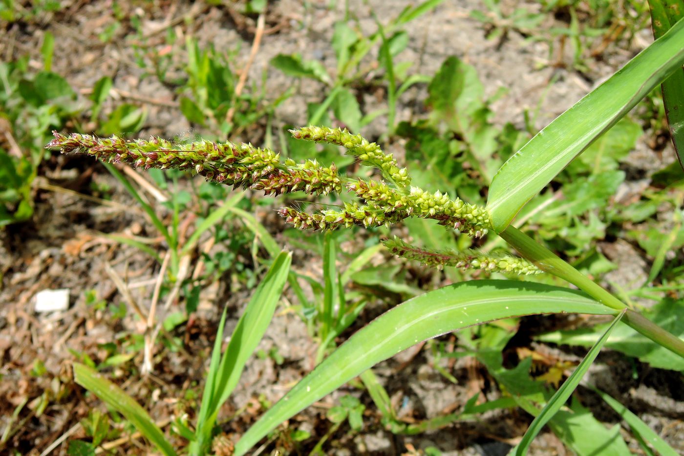 Изображение особи Echinochloa crus-galli.