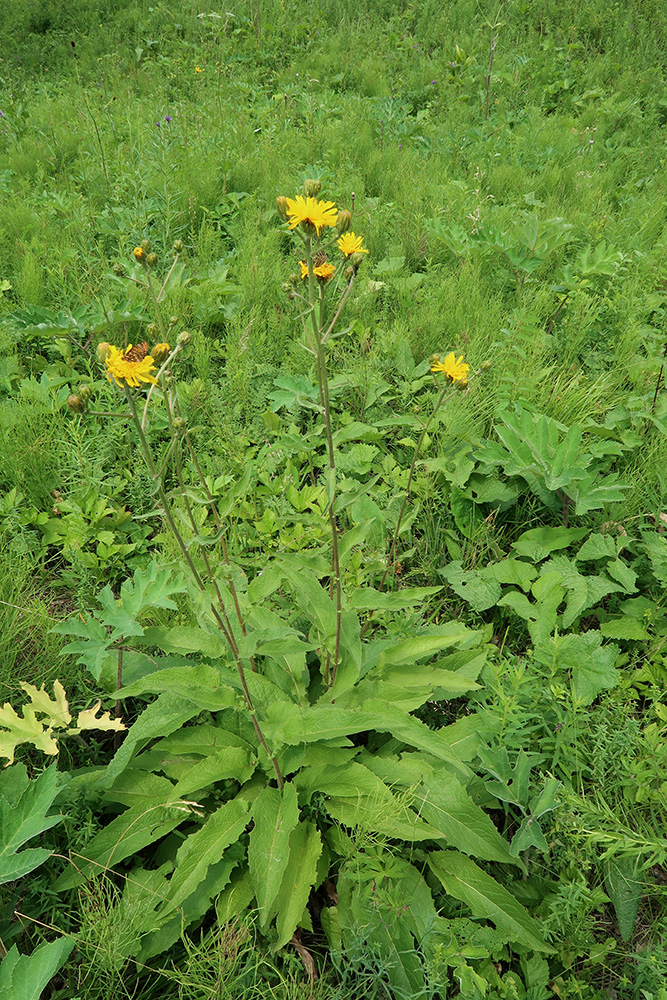 Image of Crepis sibirica specimen.