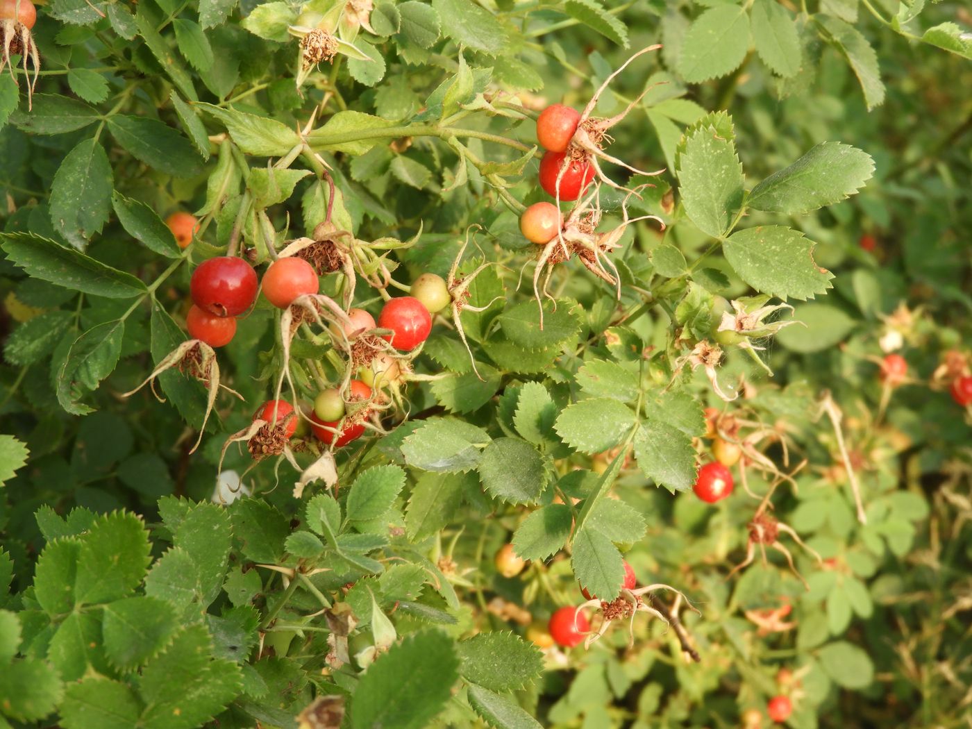 Изображение особи Rosa beggeriana.