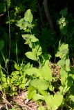 Bupleurum longifolium подвид aureum