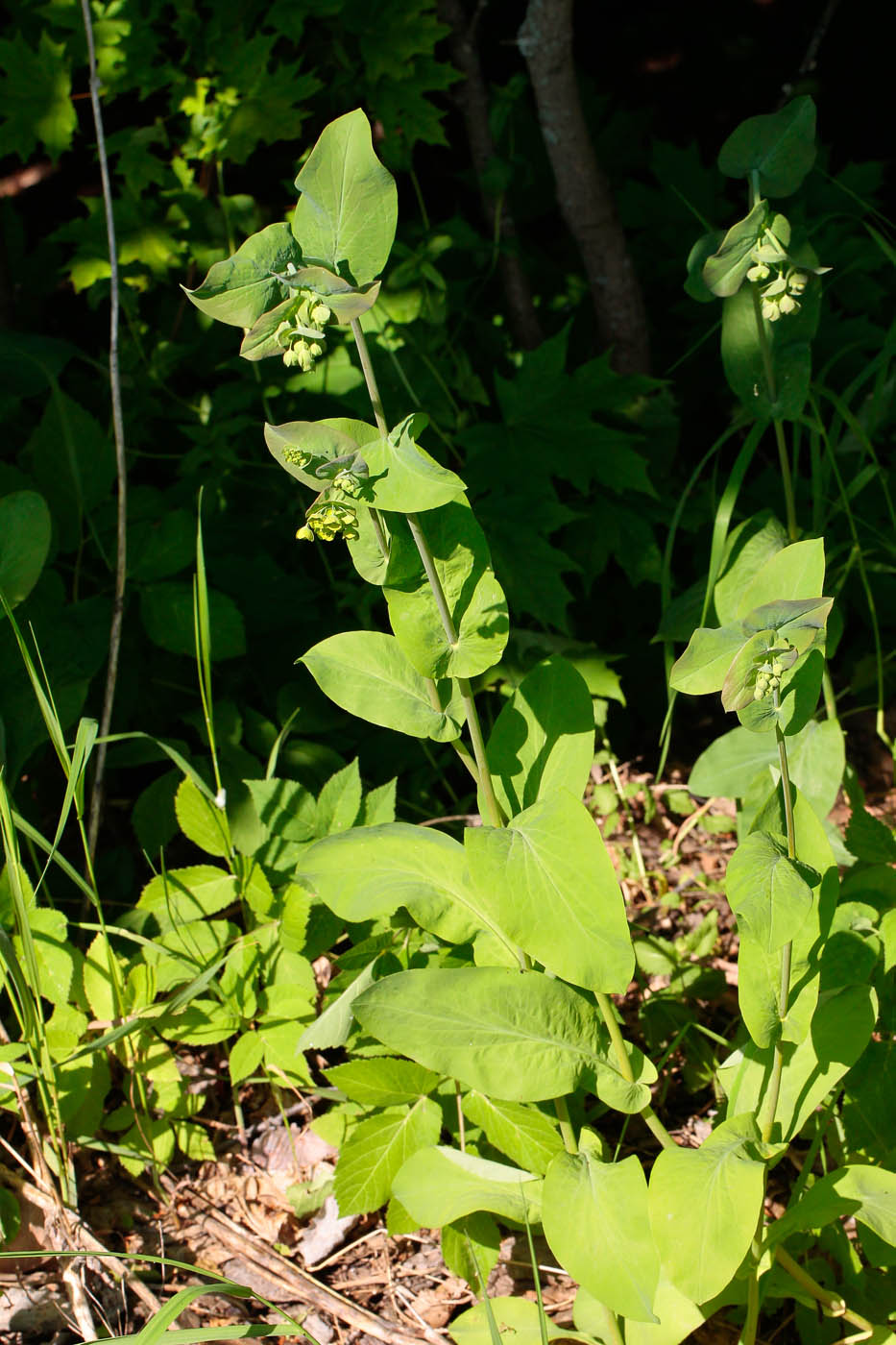 Изображение особи Bupleurum longifolium ssp. aureum.