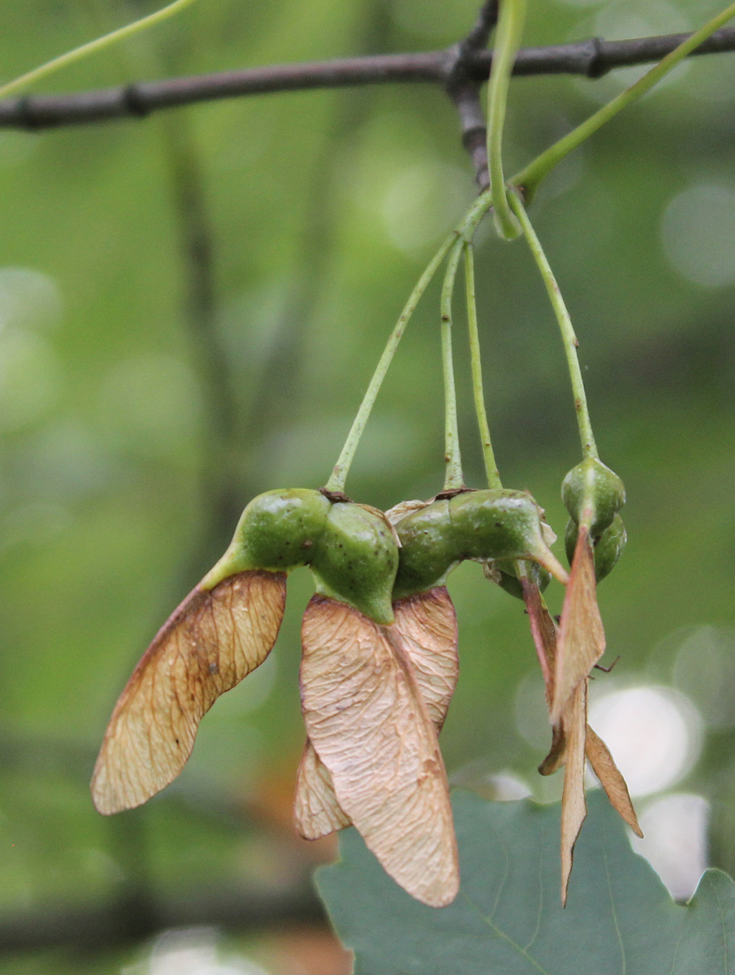 Image of Acer hyrcanum specimen.