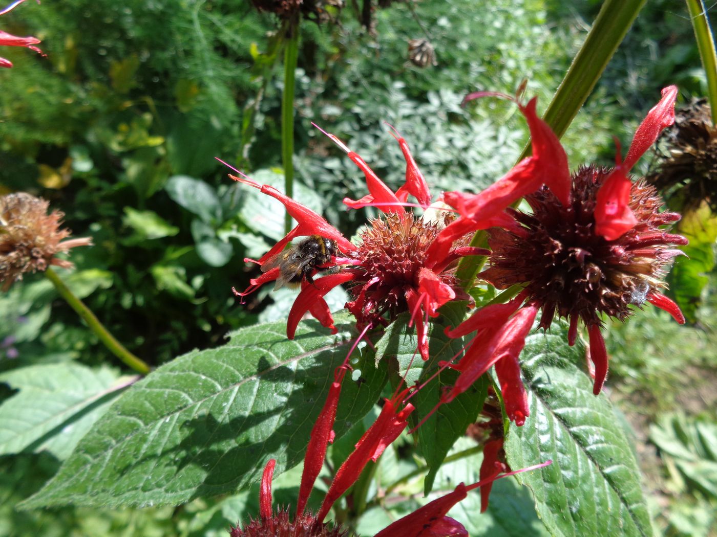 Изображение особи Monarda didyma.