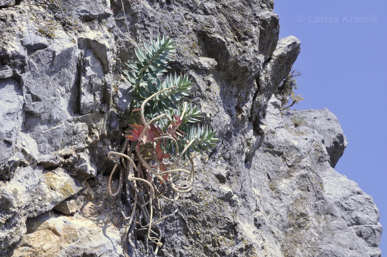 Image of Euphorbia rigida specimen.