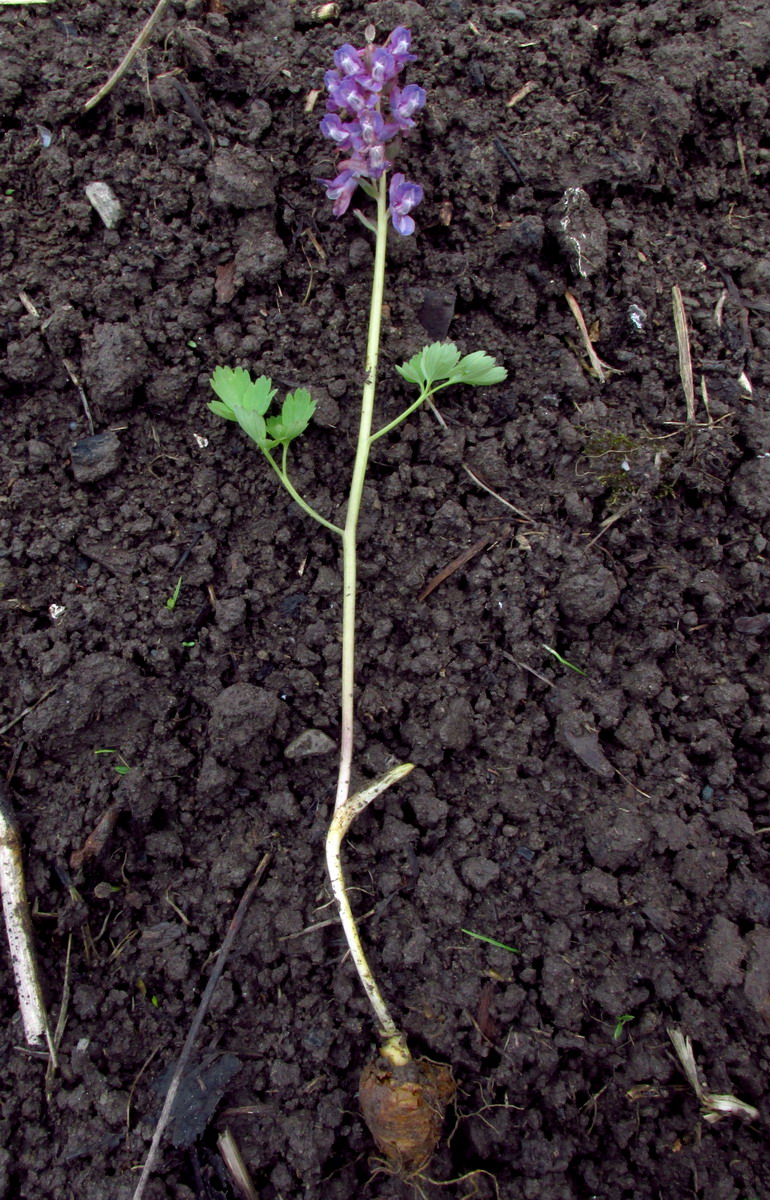 Image of Corydalis tamarae specimen.