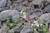 Campanula dolomitica. Верхушка цветущего растения. Республика Северная Осетия-Алания, окр. с. Нижний Ларс, левый борт долины р. Терек, основание скалы. 30.07.2018.