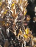 Salix myrsinites. Верхушка ветви женского растения с листьями в осенней окраске и остатками соплодия. Окр. г. Мурманск, окраина переходного болотца. 29.09.2018.