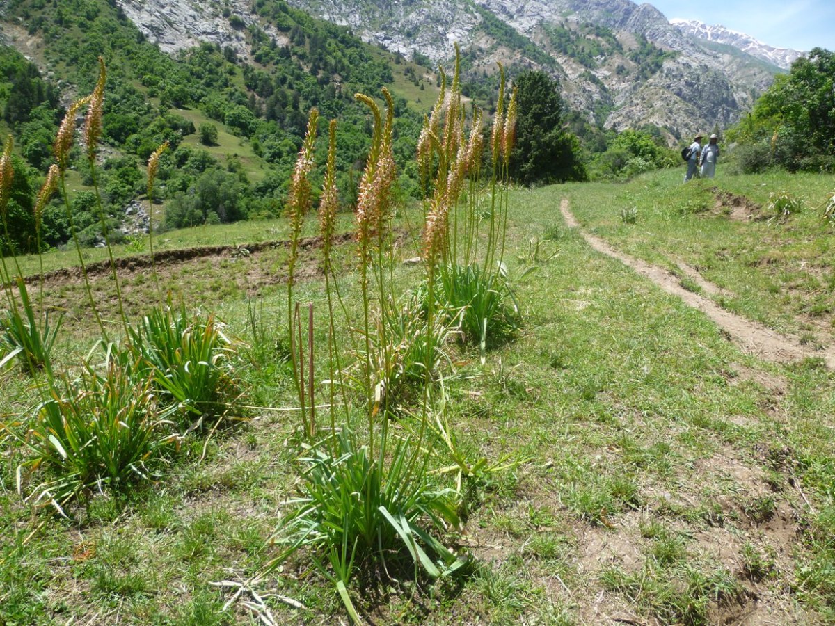 Изображение особи Eremurus tadshikorum.