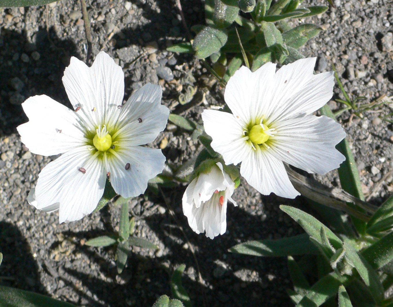 Image of Cerastium maximum specimen.