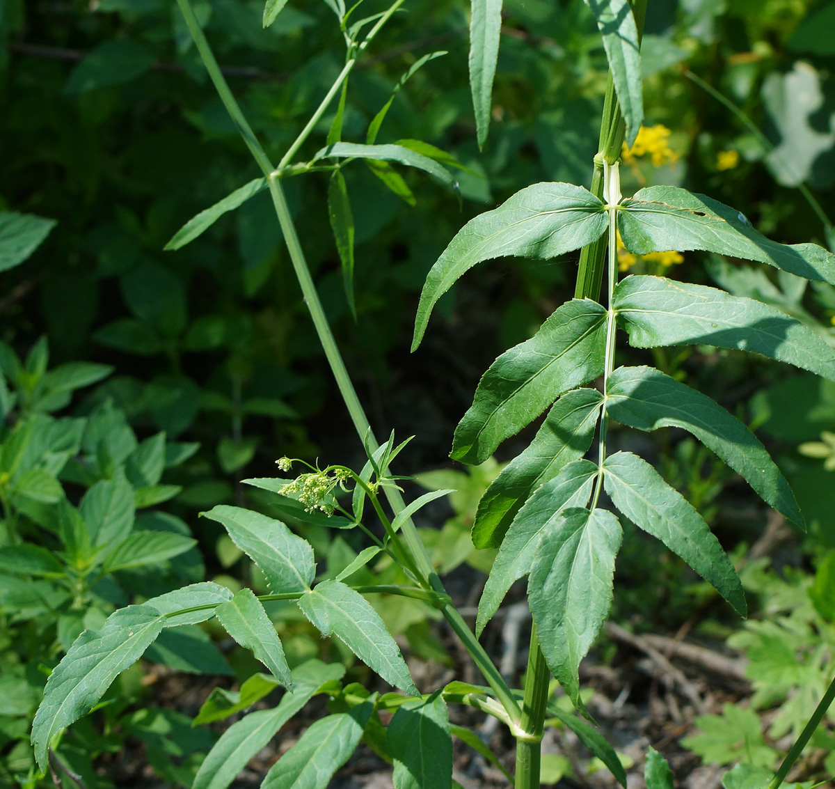 Изображение особи Sium latifolium.