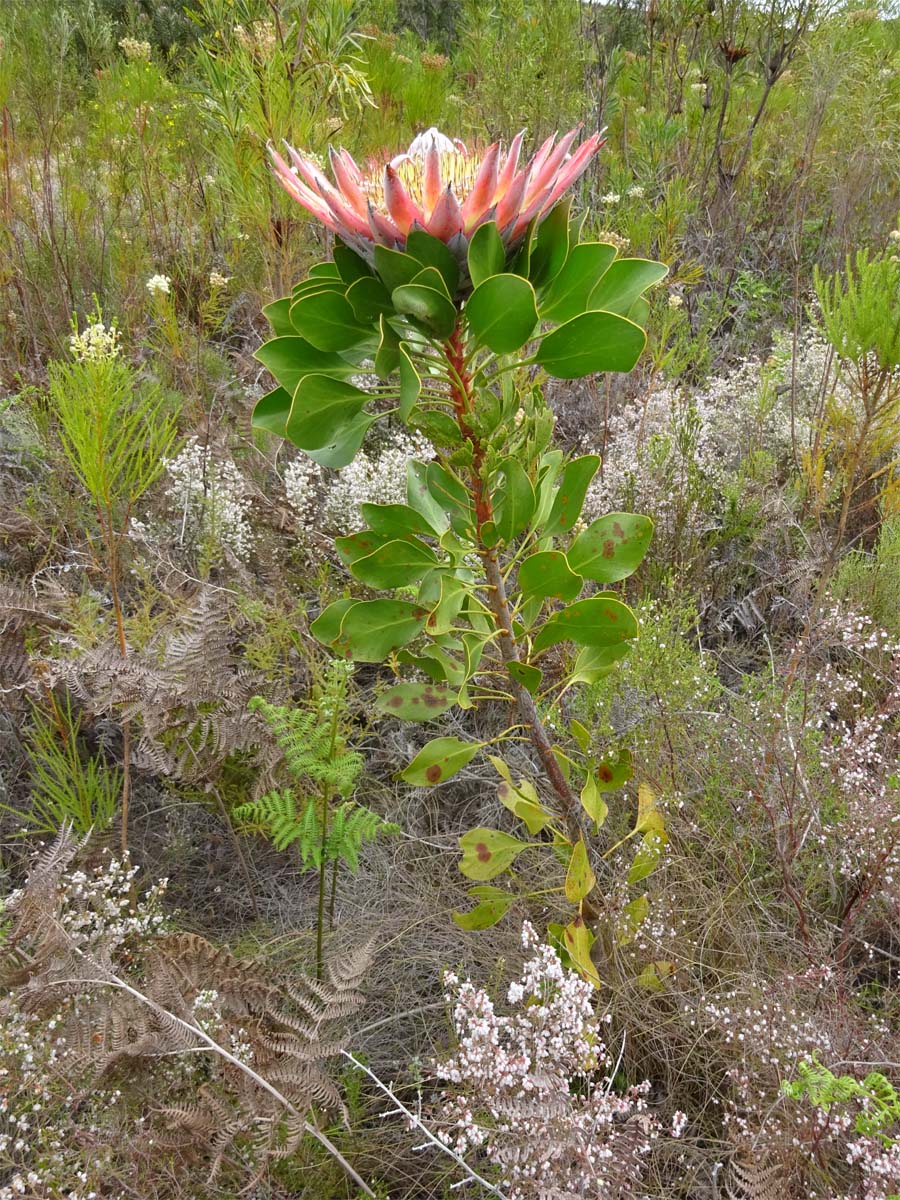 Image of Protea cynaroides specimen.