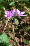 Erodium cicutarium. Верхушка побега с цветками и бутонами. Свердловская обл., г. Екатеринбург, окр. пос. Шабровский, заброшенное сельскохозяйственное поле. 20.08.2018.