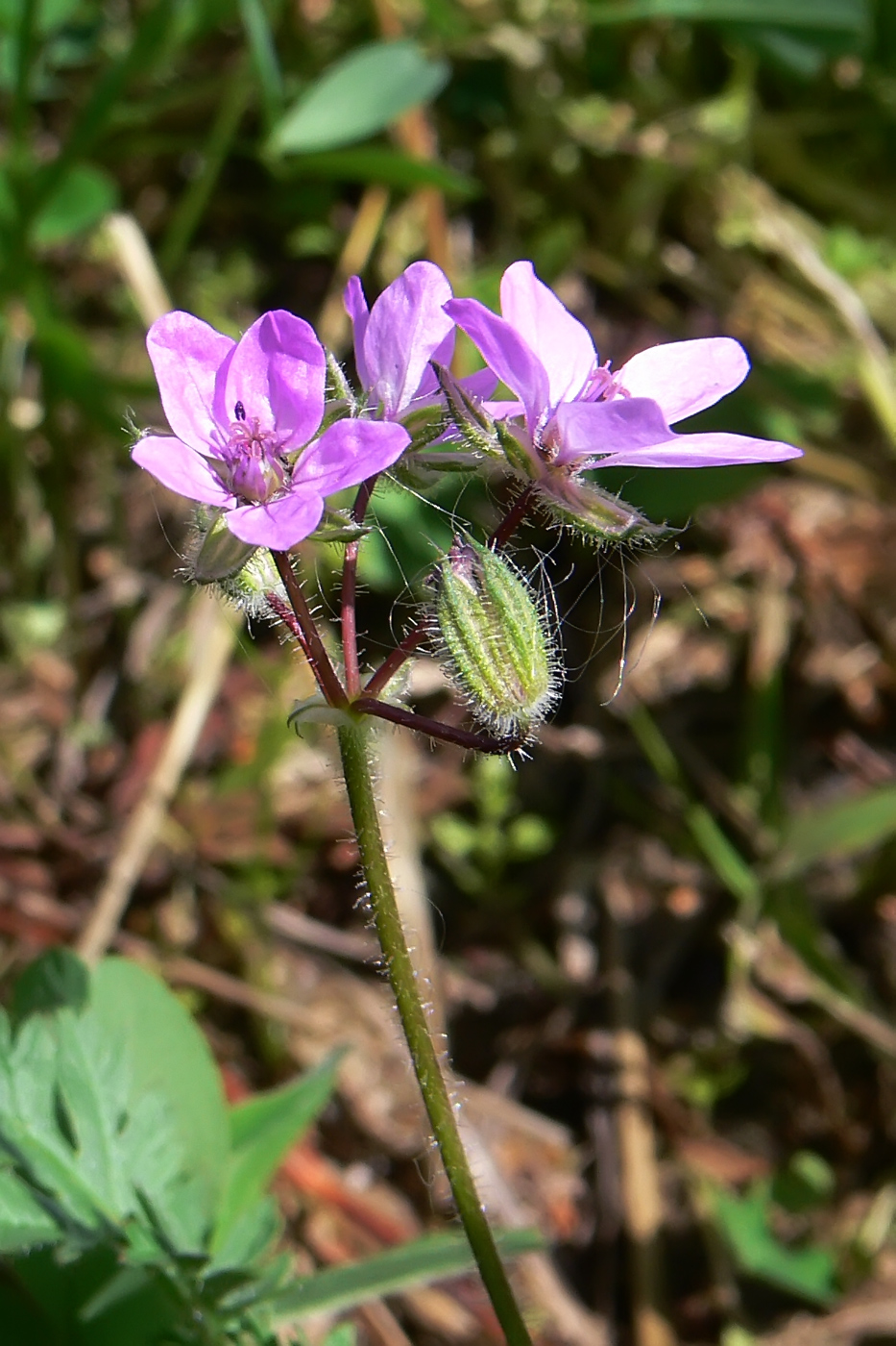 Изображение особи Erodium cicutarium.