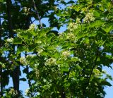 Acer tataricum