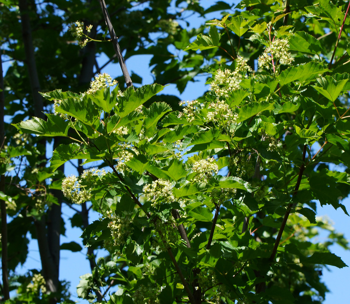 Image of Acer tataricum specimen.