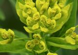 Euphorbia procera. Часть соцветия. Северная Осетия, север Осетинской равнины, правобережье р. Урсдон. 09.05.2010.
