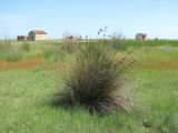 Juncus acutus