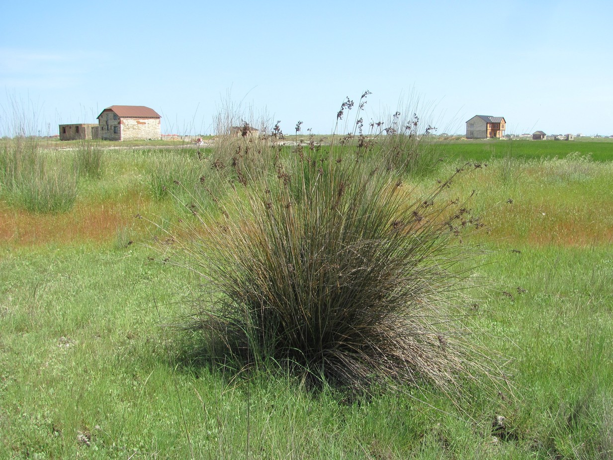 Изображение особи Juncus acutus.