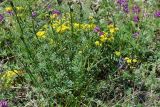 Oxytropis teres