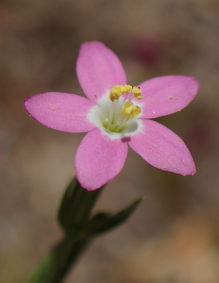 Image of Centaurium pulchellum specimen.