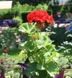 Pelargonium hortorum. Верхушка цветущего растения. Казахстан, Восточно-Казахстанская обл., г. Усть-Каменогорск, Архитектурно-ландшафтный музей-заповедник, в культуре. 18.07.2012.