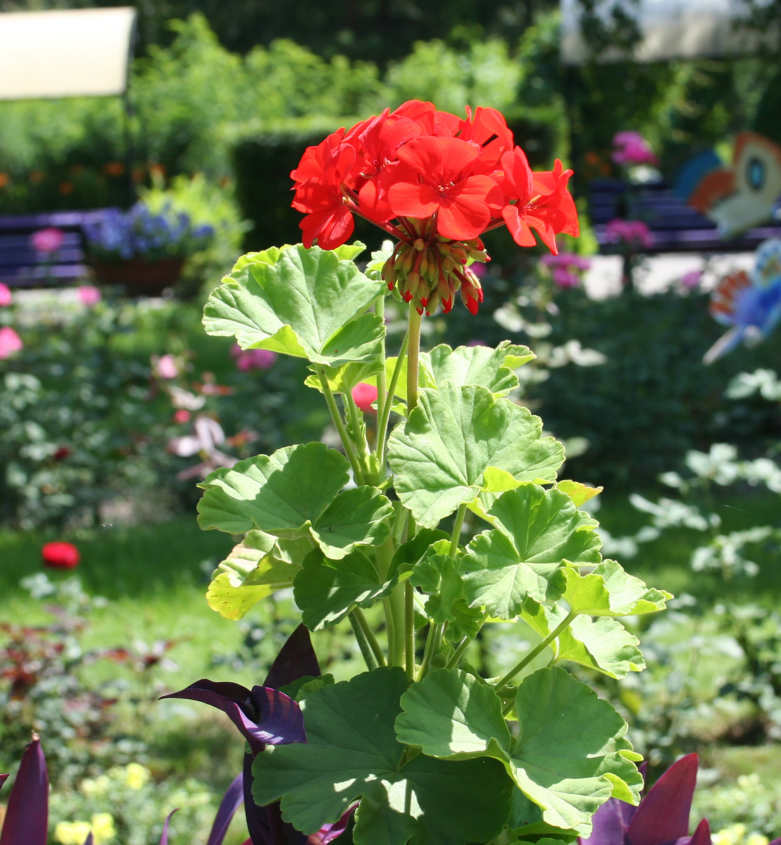 Изображение особи Pelargonium hortorum.